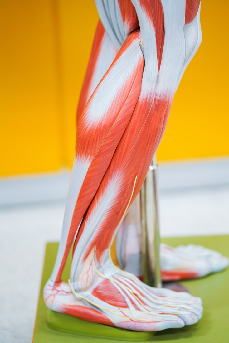 Muscle Movement Model Muscles - Anatomical Models - Library Home / LibGuides at Gwinnett Tech ...